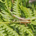 Meadow Grasshopper (Chorthippus parallelus) Alan Prowse
